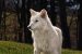 De-Extinction of Dire Wolf
