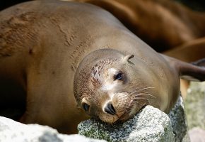 Domoic Acid Crisis and Sea Lions