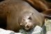 Domoic Acid Crisis and Sea Lions