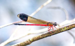 Euphaea Wayanadensis