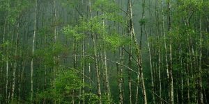 Forest Land Encroachment in India