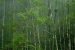 Forest Land Encroachment in India