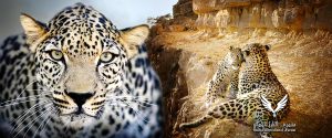 GCC Countries Increase Wildlife Conservation Efforts