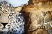 GCC Countries Increase Wildlife Conservation Efforts