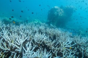 Global Coral Bleaching Crisis