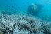 Global Coral Bleaching Crisis