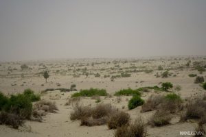 Greening Trends in the Thar Desert