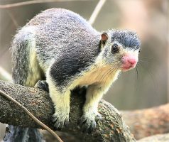 Grizzled Giant Squirrel