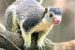 Grizzled Giant Squirrel