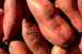 ICAR-CTCRI Develops Orange-Fleshed Sweet Potato