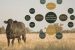 IVF Technology for Cattle Breeding