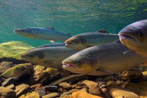 Impact of Pharmaceuticals on Atlantic Salmon Behaviour