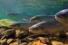 Impact of Pharmaceuticals on Atlantic Salmon Behaviour