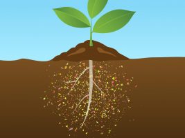 Leaves Absorb Microplastics