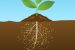 Leaves Absorb Microplastics