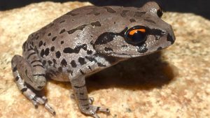 Leptobrachium aryatium