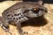 Leptobrachium aryatium