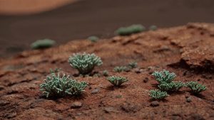 Lichens Show Resilience in Mars-Like Conditions