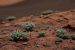 Lichens Show Resilience in Mars-Like Conditions