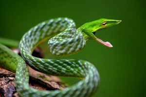Long-Snouted Vine Snake