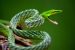 Long-Snouted Vine Snake