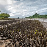 Mangrove Risk Index