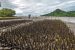 Mangrove Risk Index