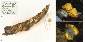 Microplastics in Caddisflies Casings