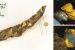 Microplastics in Caddisflies Casings
