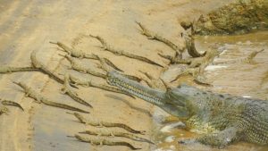 Mugger Crocodile Conservation Efforts in Tamil Nadu