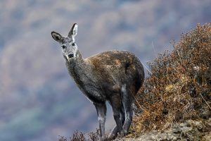Musk Deer Conservation in India
