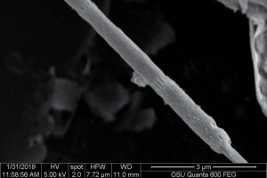 New Bacteria Species Conducts Electricity