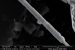 New Bacteria Species Conducts Electricity