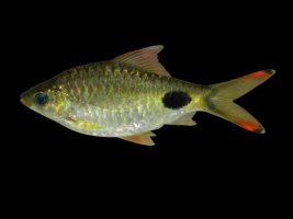 New Freshwater Fish Species in Western Ghats