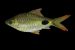 New Freshwater Fish Species in Western Ghats