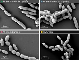 New Species of Archaea