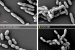 New Species of Archaea