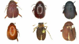 New Species of Scarab Beetles Discovered in India