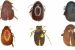 New Species of Scarab Beetles Discovered in India