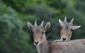 Nilgiri Tahr Census