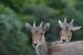 Nilgiri Tahr Census