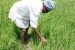 Punjab Advances Paddy Sowing Date