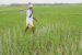 Punjab Bans Hybrid Rice Seeds