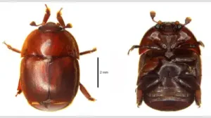 Small Hive Beetle Threatens Indian Beekeeping
