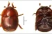 Small Hive Beetle Threatens Indian Beekeeping
