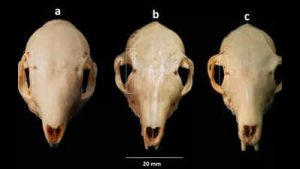 South Asian Tree Shrews