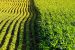 The Impact of Genetically Modified Crops