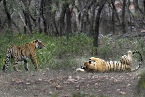 Tigers Outside Reserves Initiative