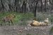 Tigers Outside Reserves Initiative