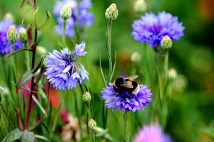 Toxic Metals in Urban Wildflowers Impact Pollinators
